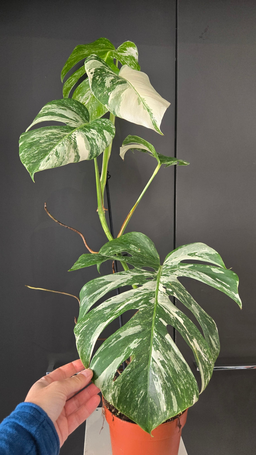 Monstera deliciosa variegata