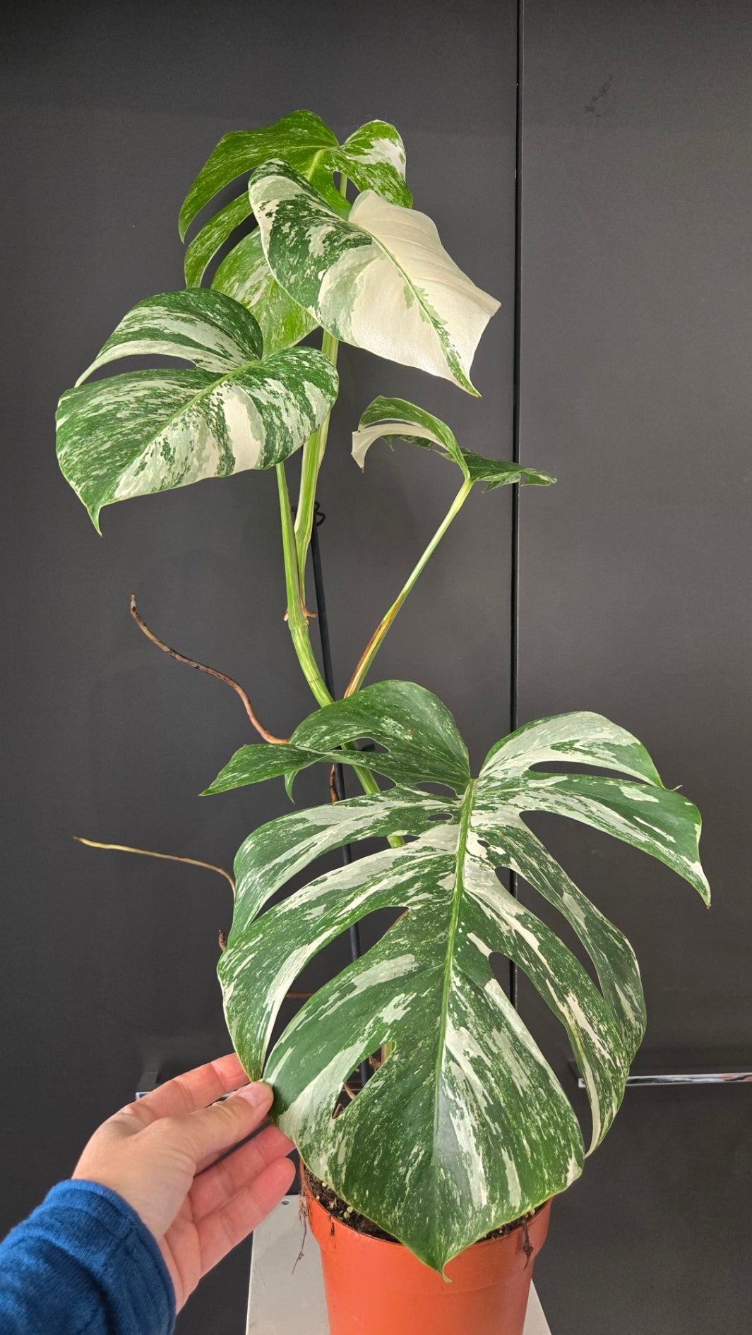 Monstera deliciosa variegata