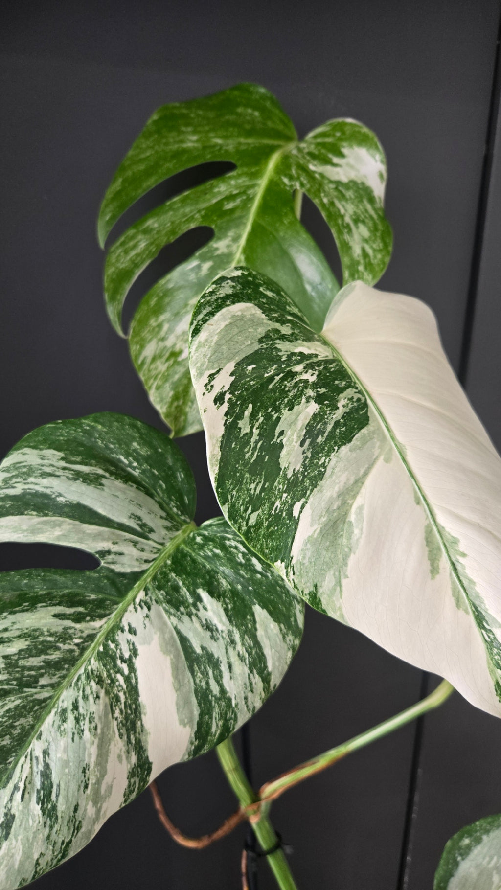 Monstera deliciosa variegata