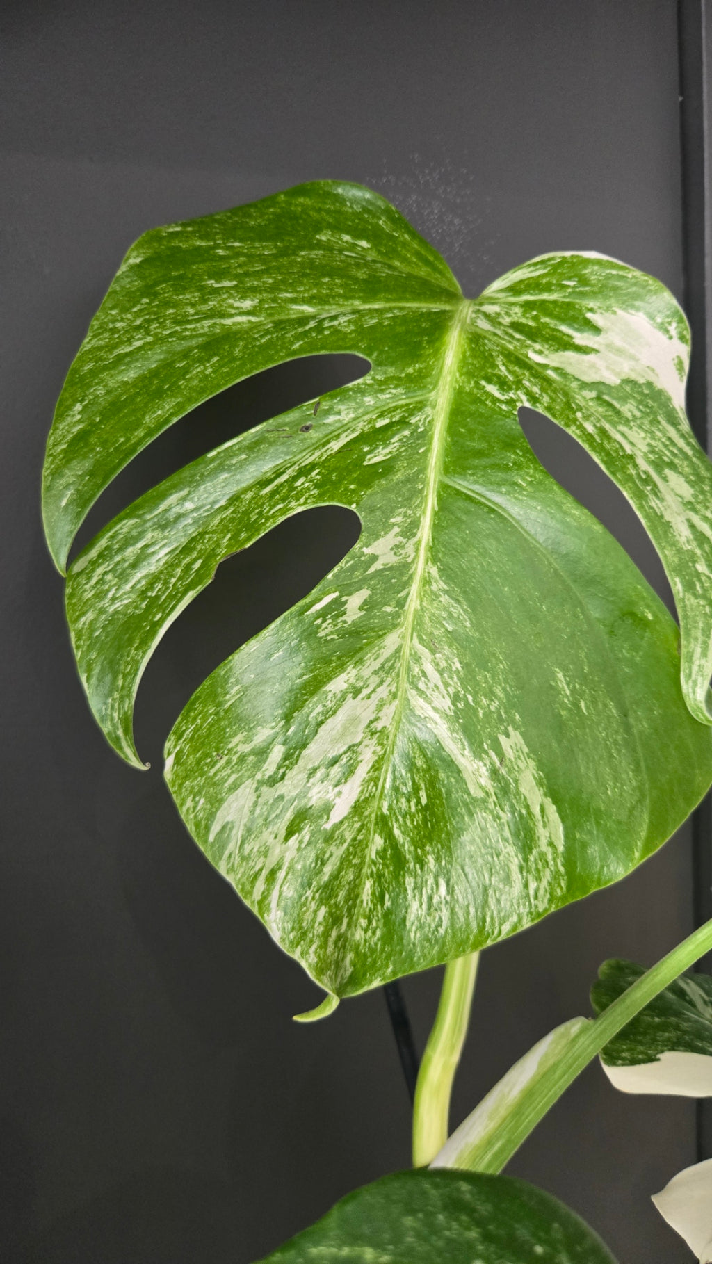 Monstera deliciosa variegata