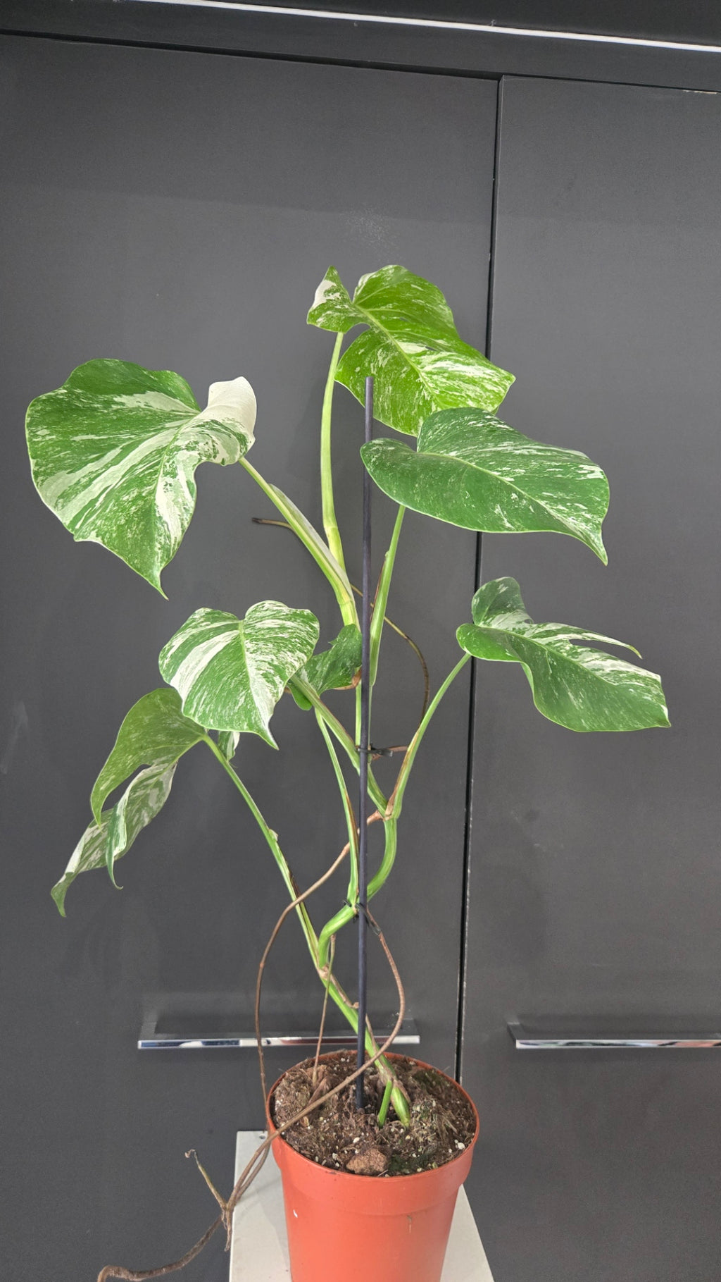 Monstera deliciosa variegata