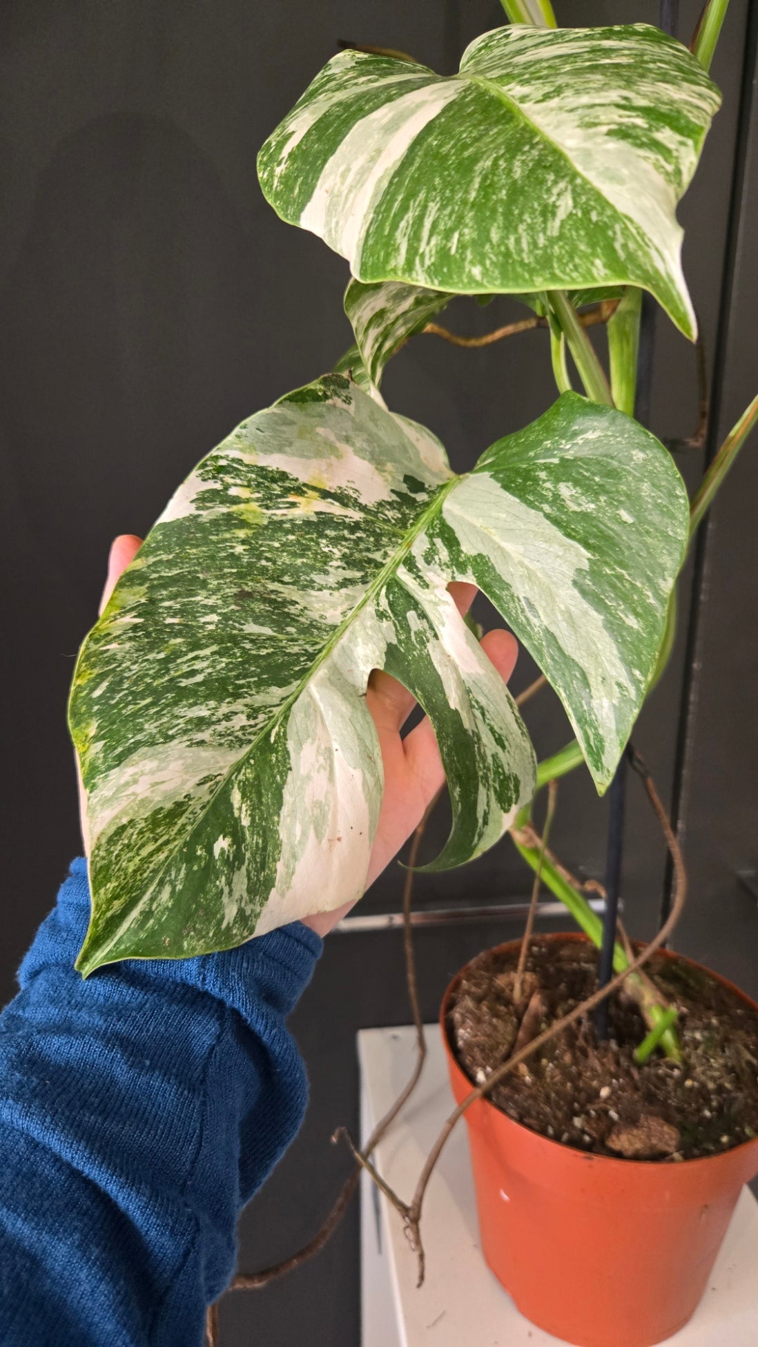 Monstera deliciosa variegata