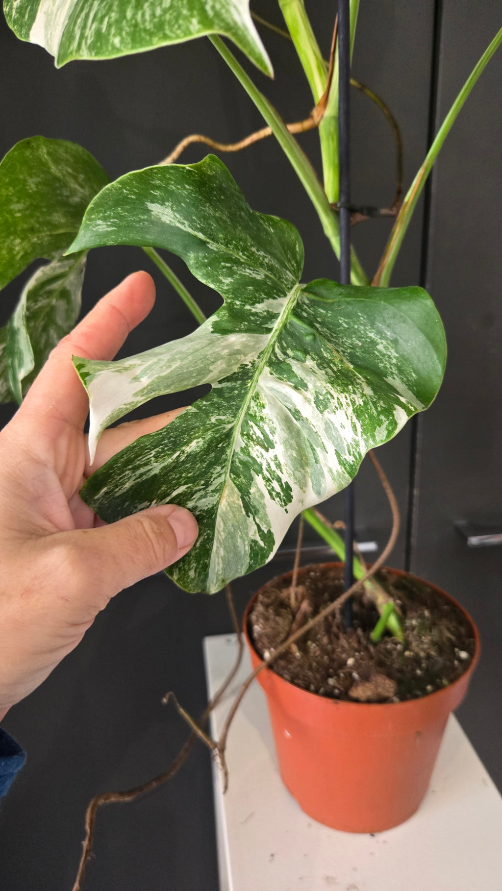 Monstera deliciosa variegata