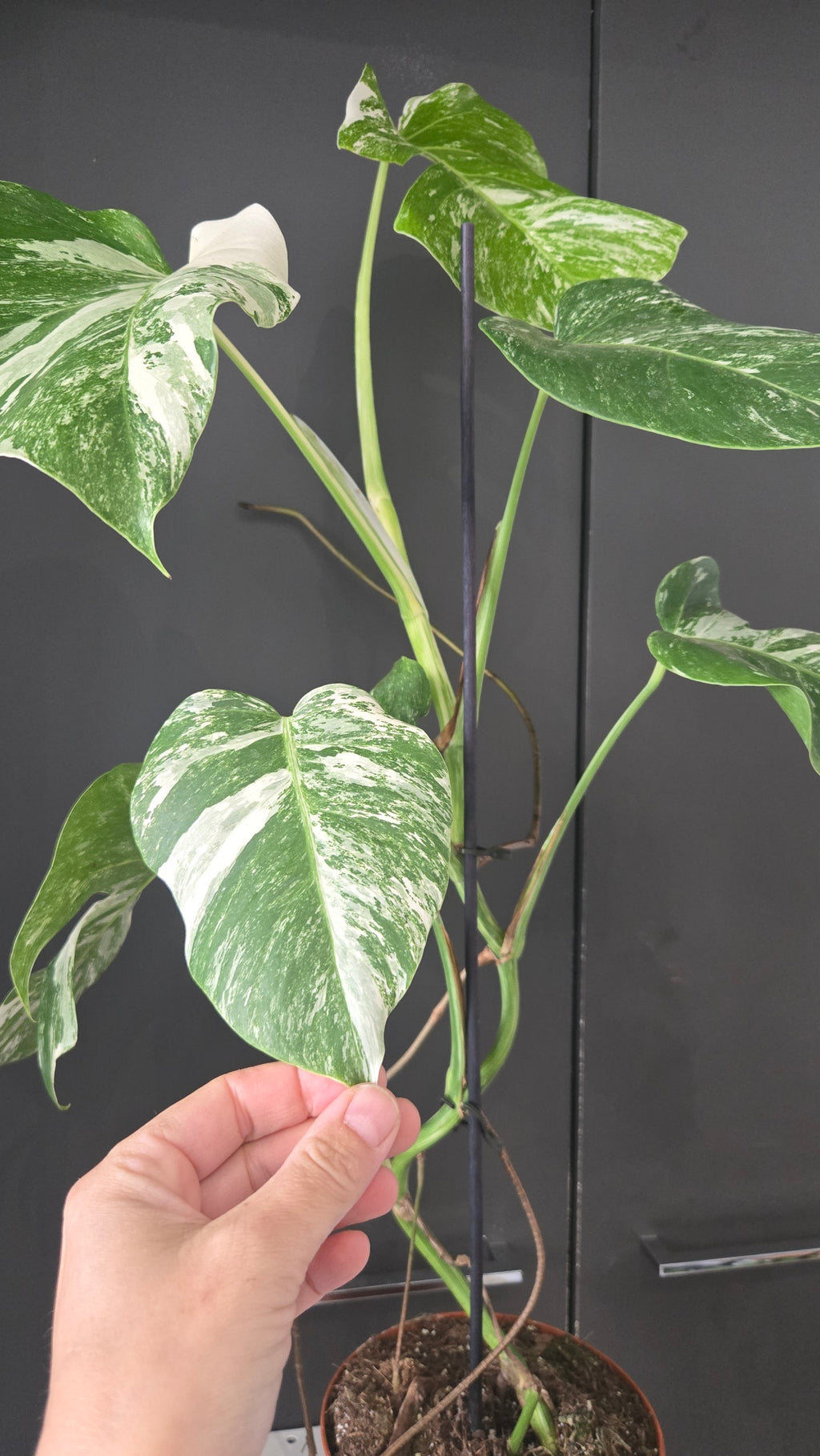 Monstera deliciosa variegata
