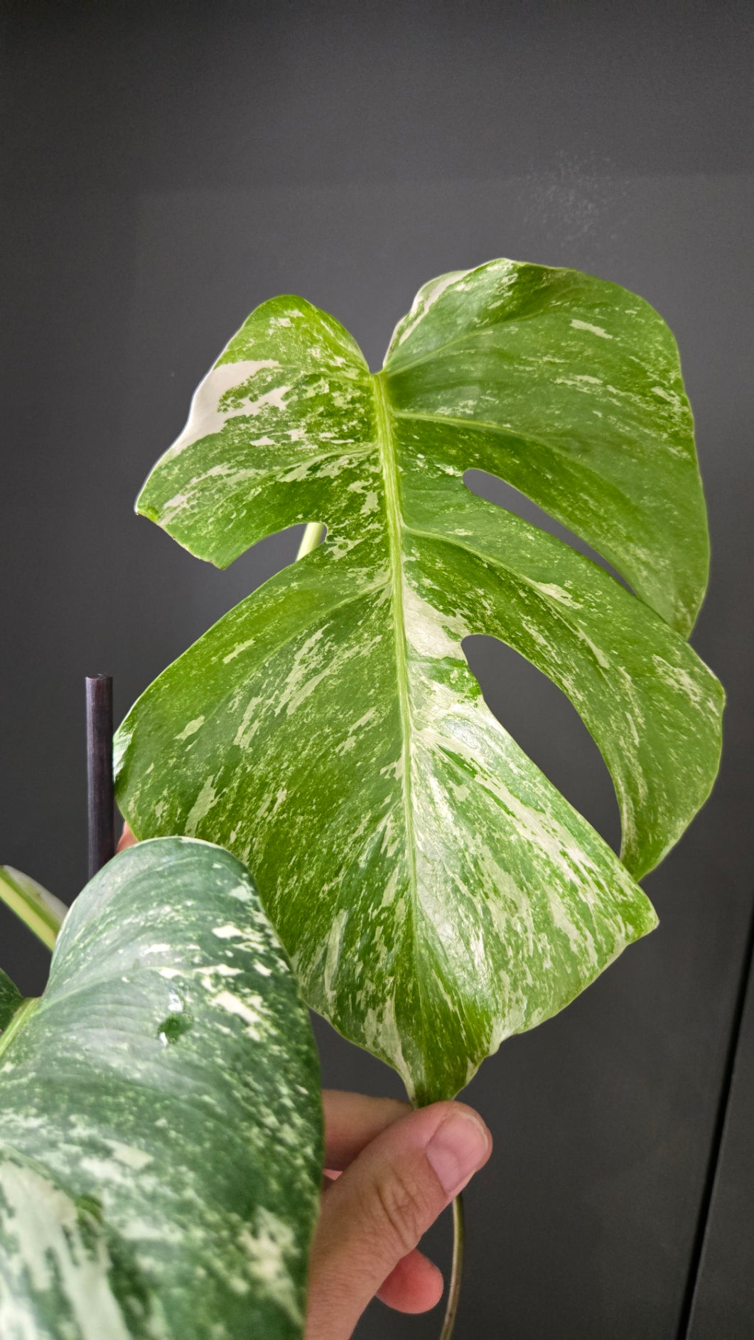 Monstera deliciosa variegata