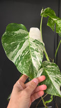 Monstera deliciosa variegata