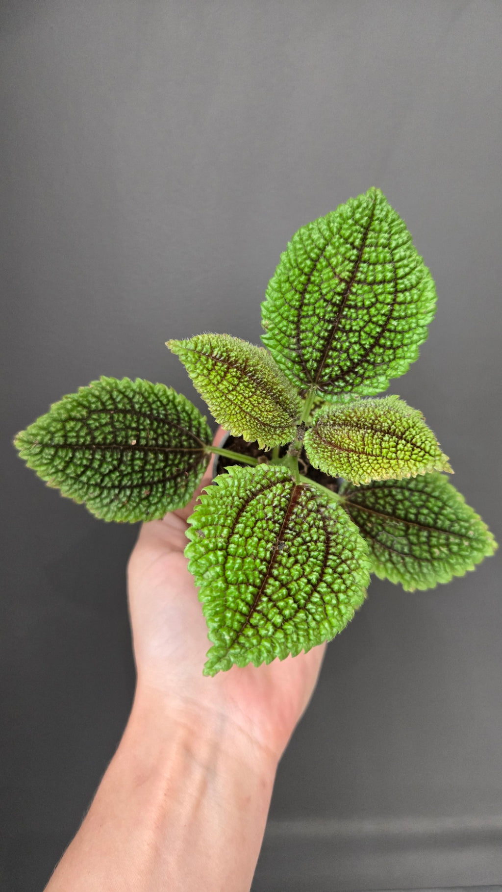 Coffret Découverte 3 plantes