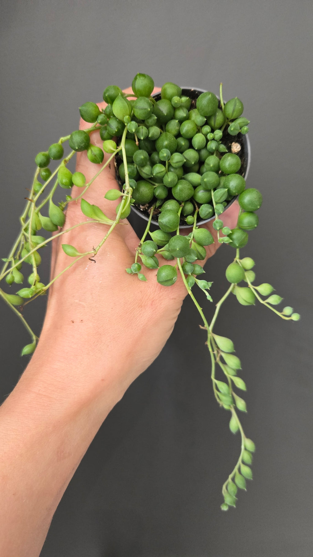 Coffret Découverte 3 plantes