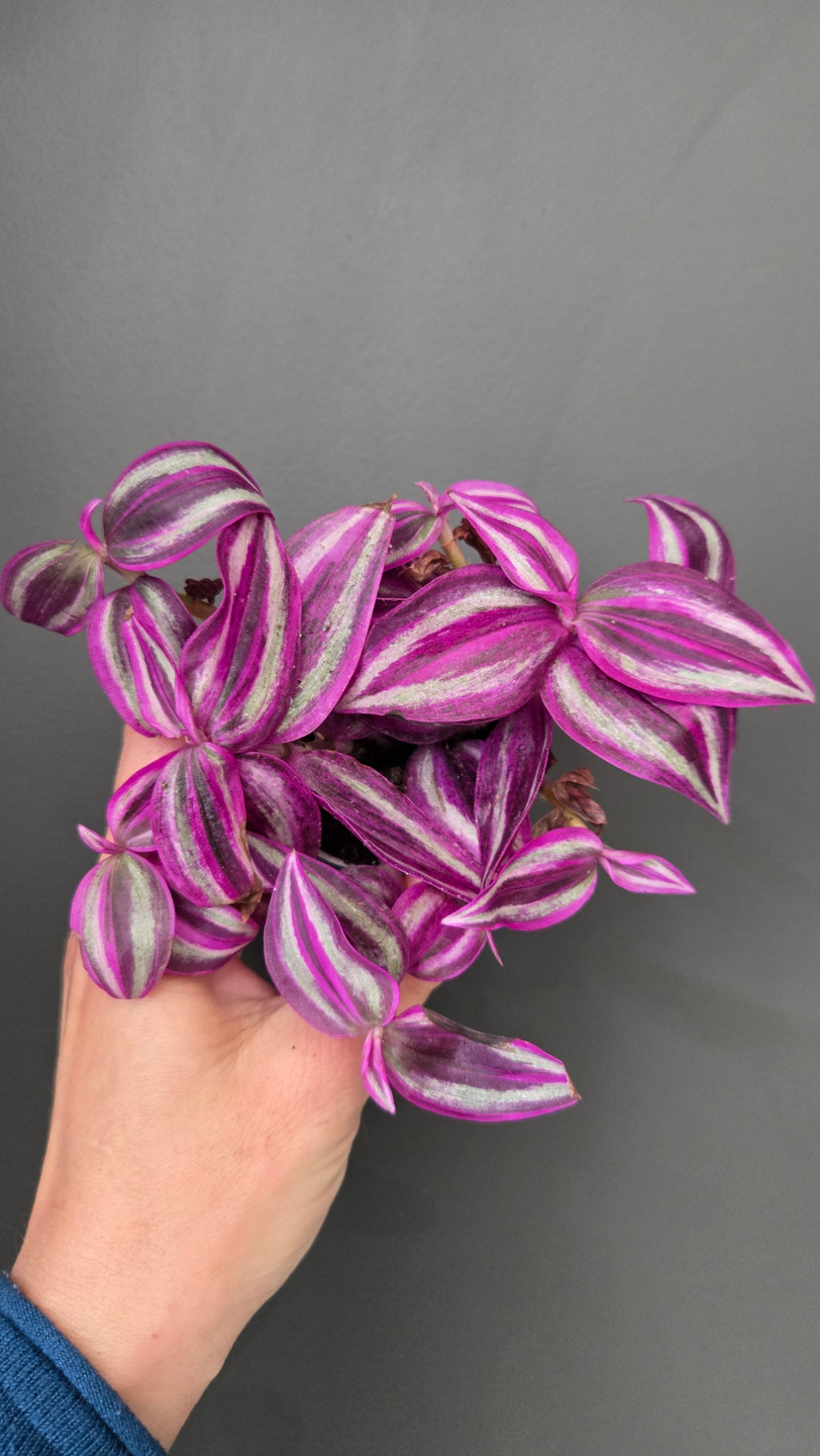 Coffret Découverte 3 plantes
