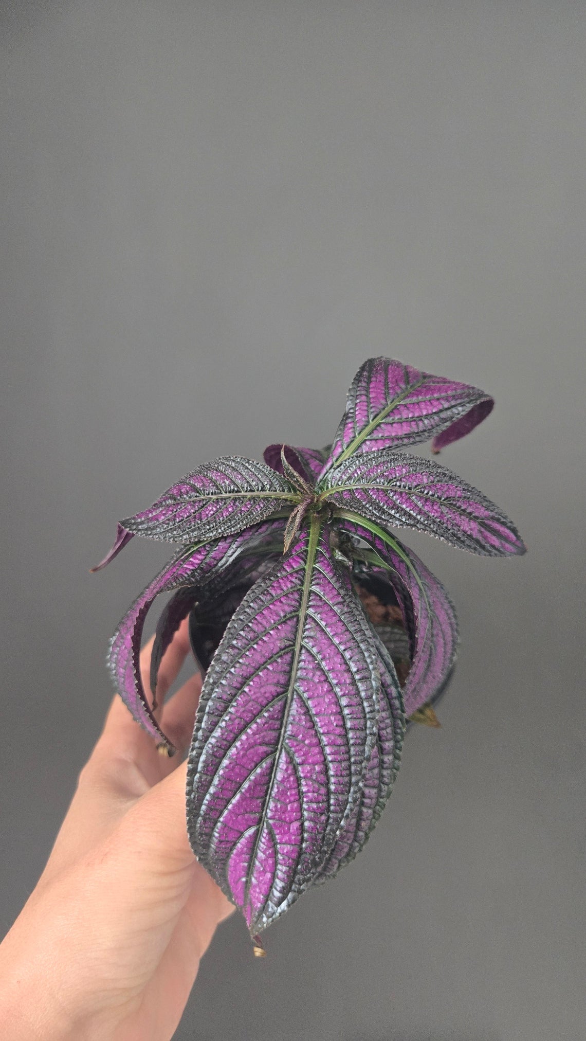 Strobilanthes Dyeriana