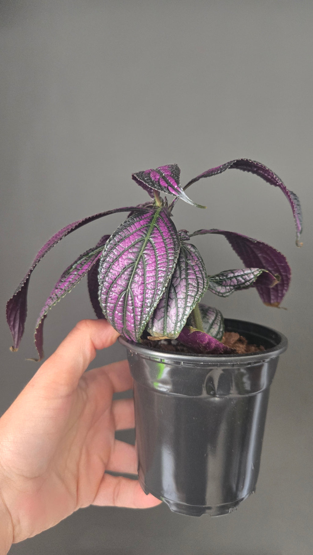 Strobilanthes Dyeriana