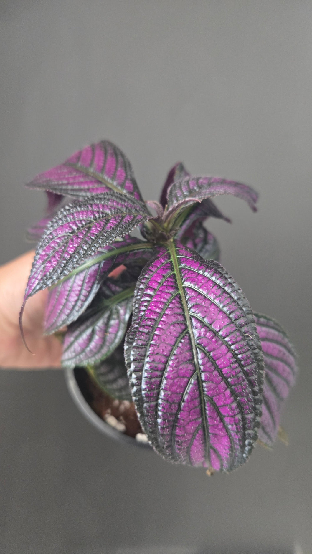 Strobilanthes Dyeriana