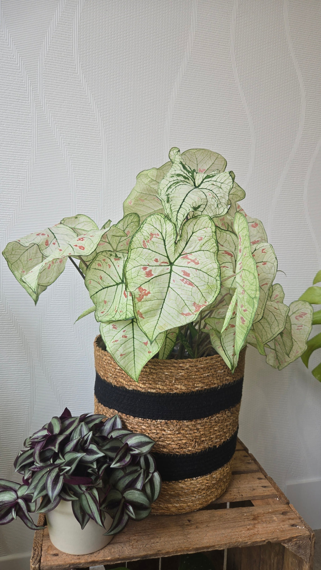 CALADIUM