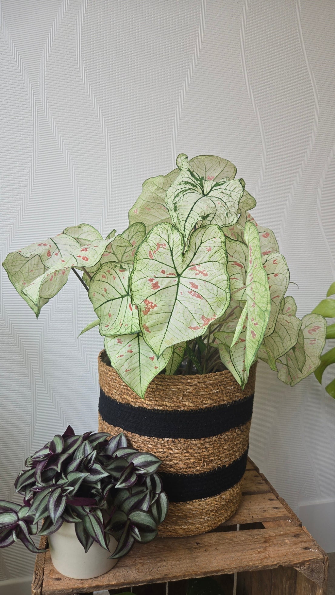 CALADIUM