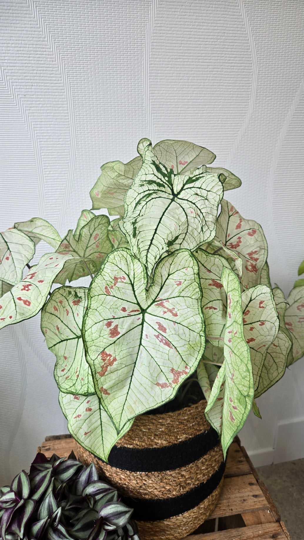 CALADIUM