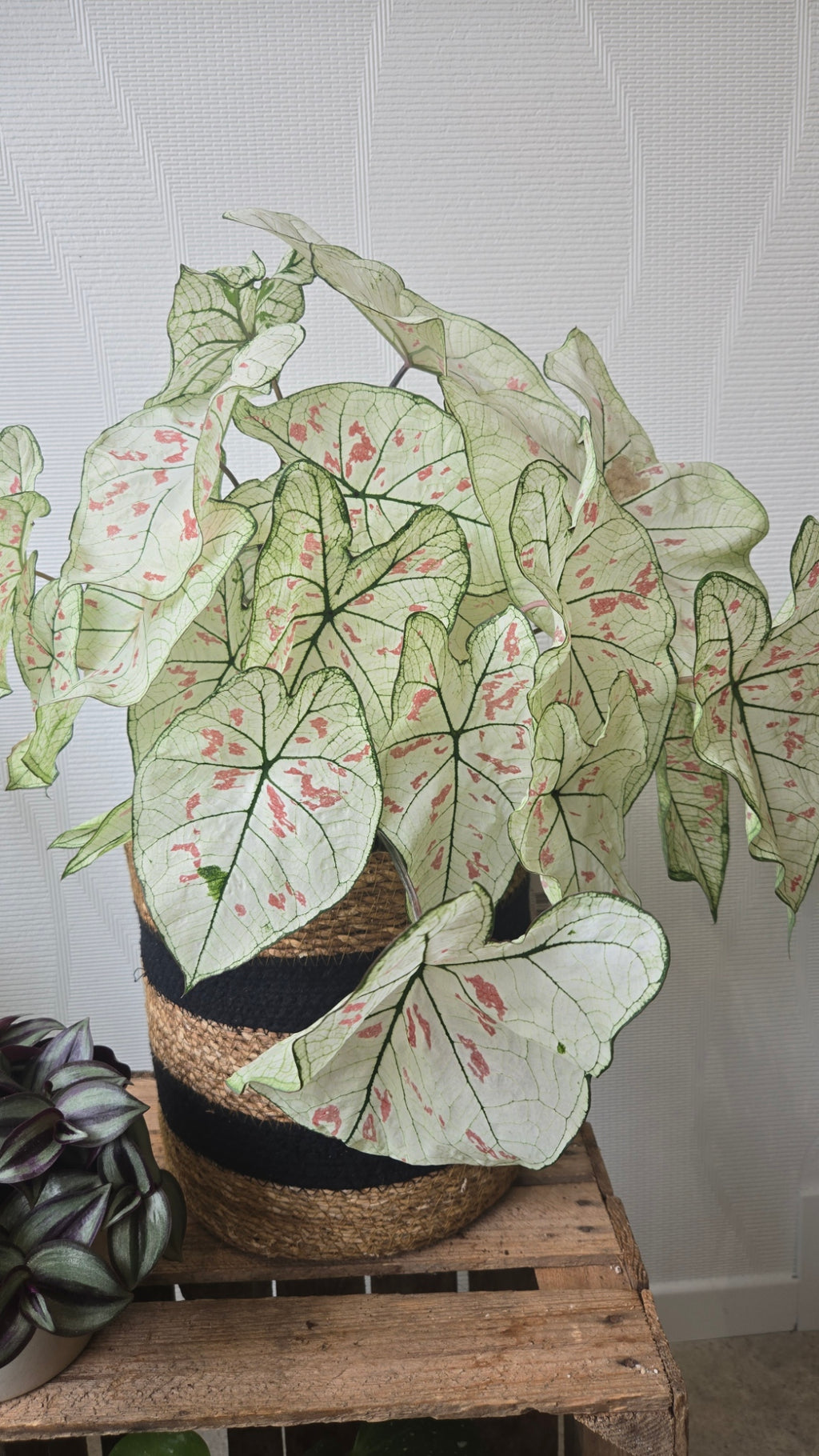 CALADIUM
