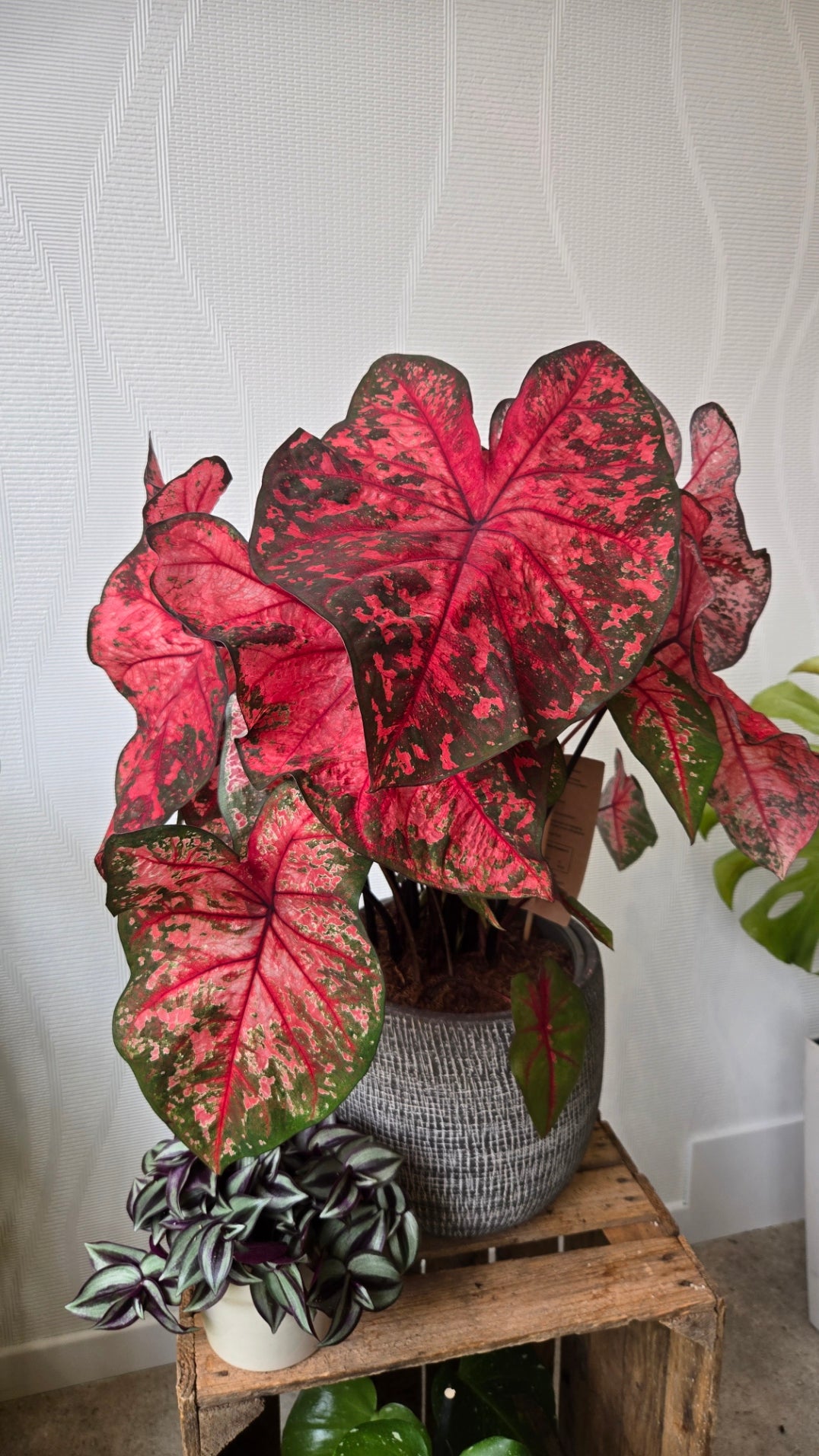 CALADIUM