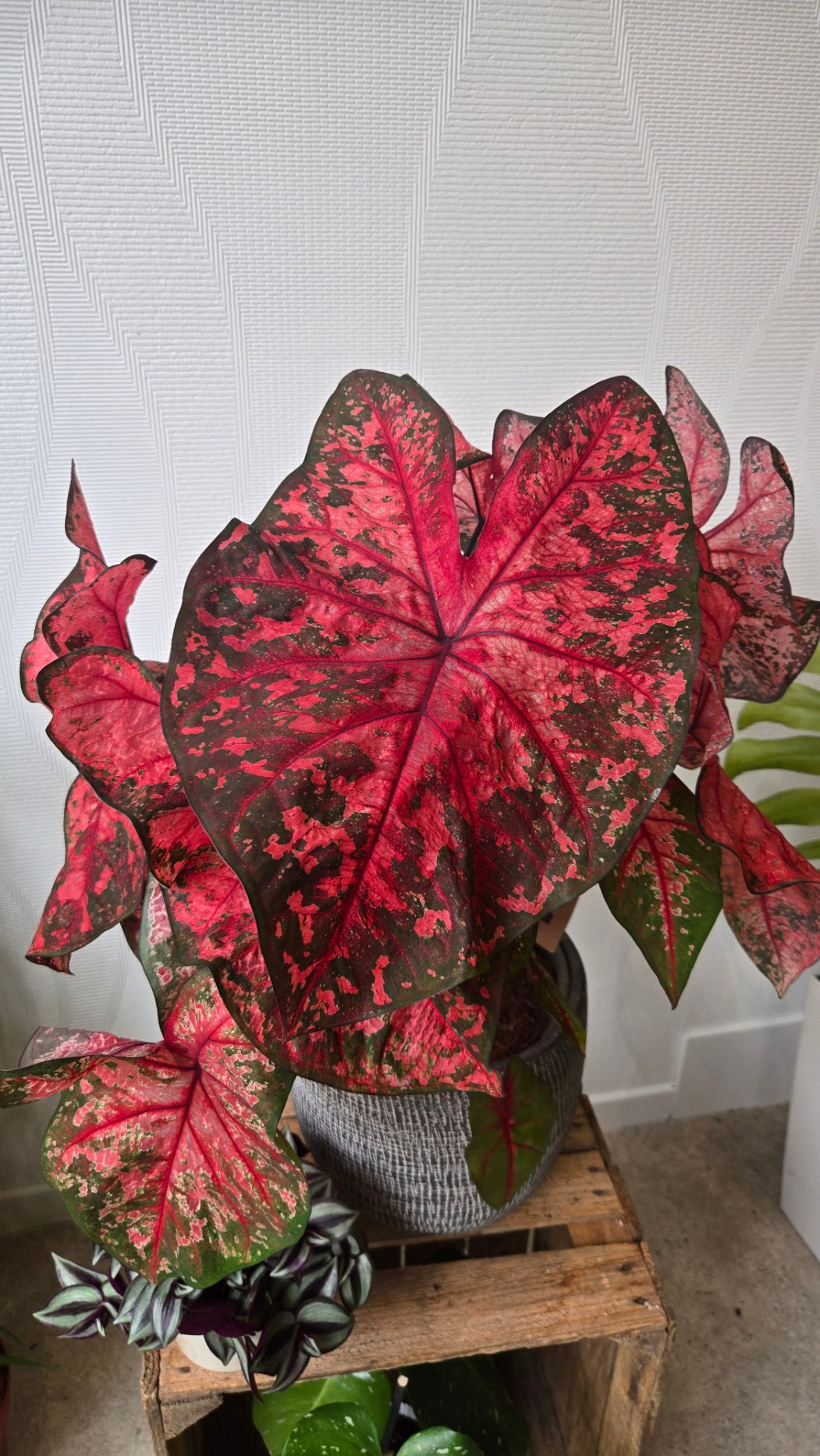 CALADIUM