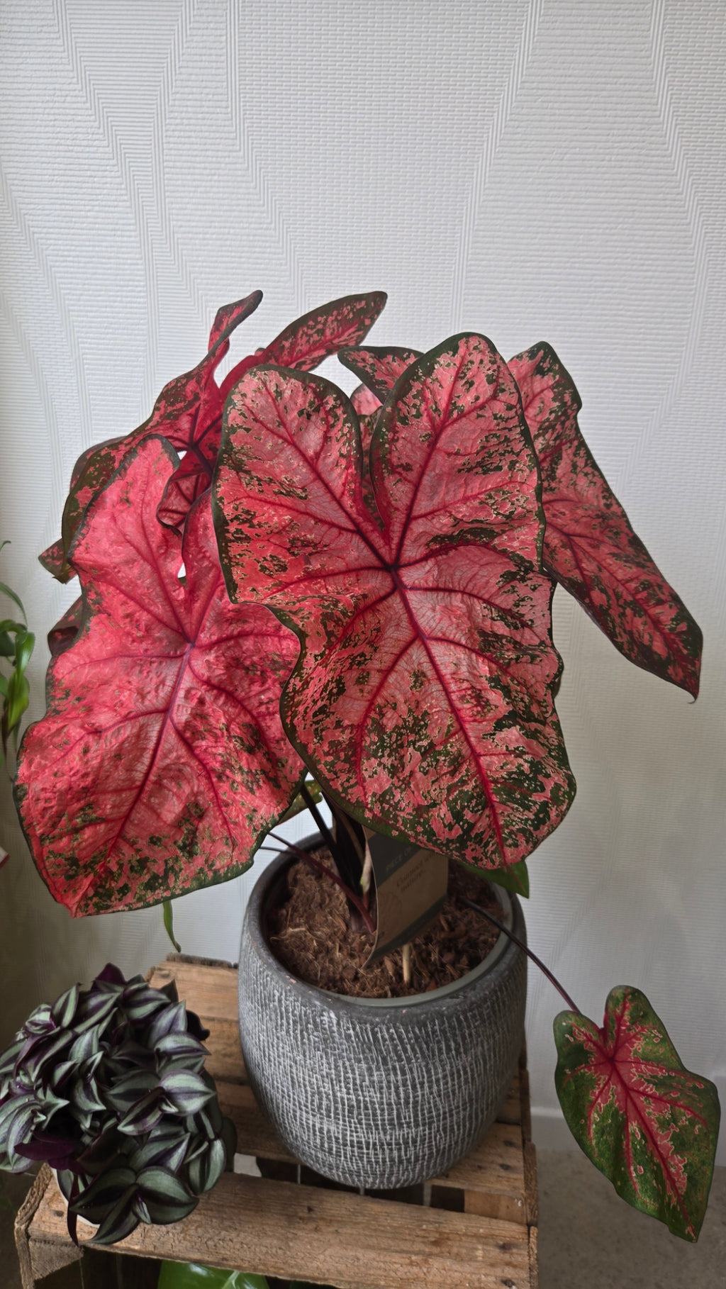 CALADIUM