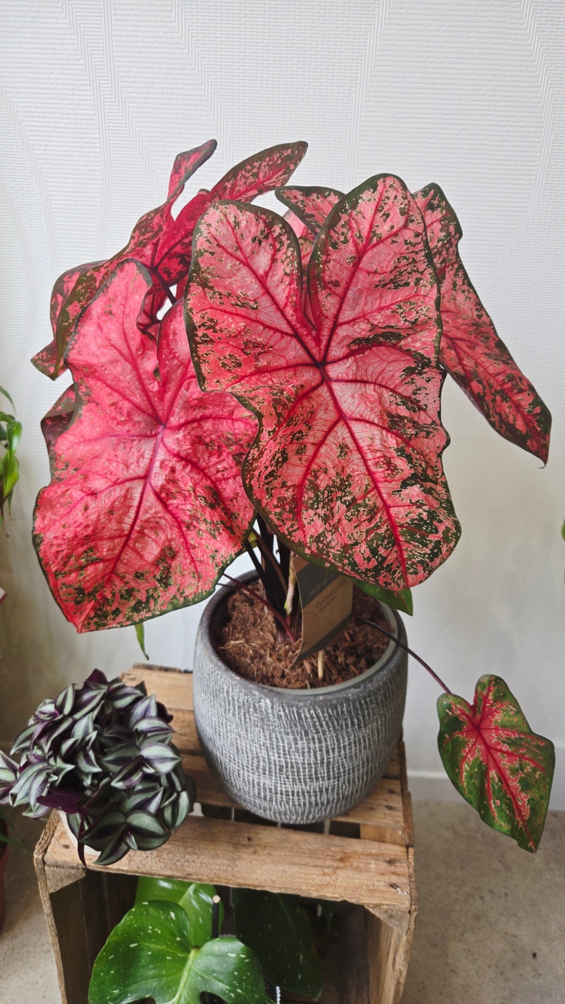 CALADIUM