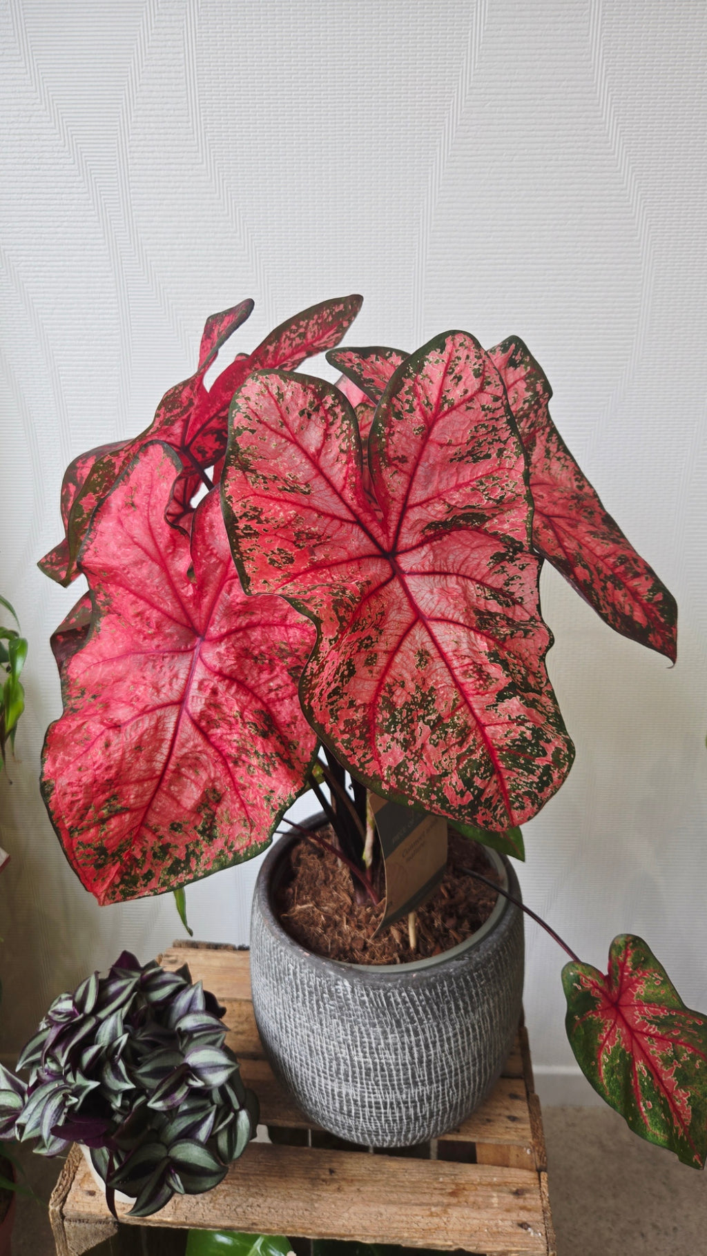 CALADIUM
