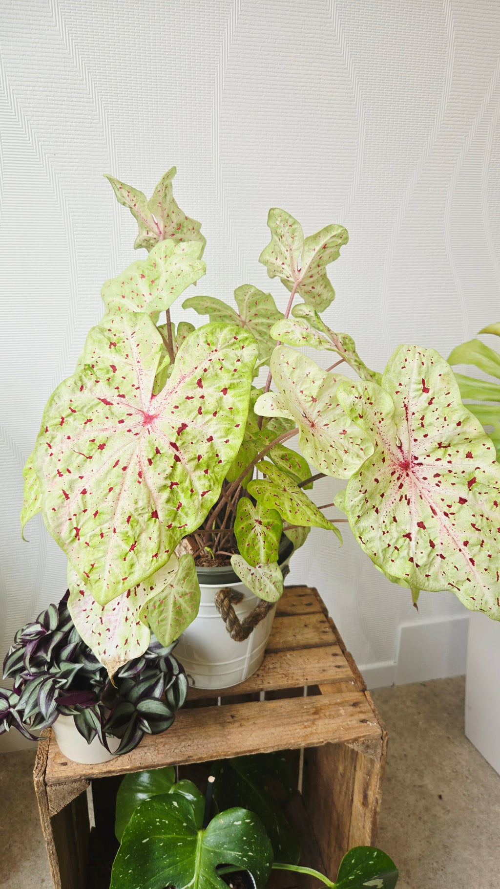 CALADIUM