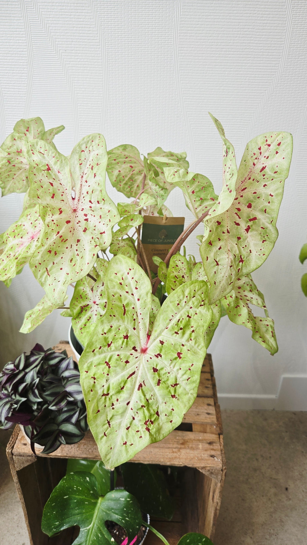 CALADIUM