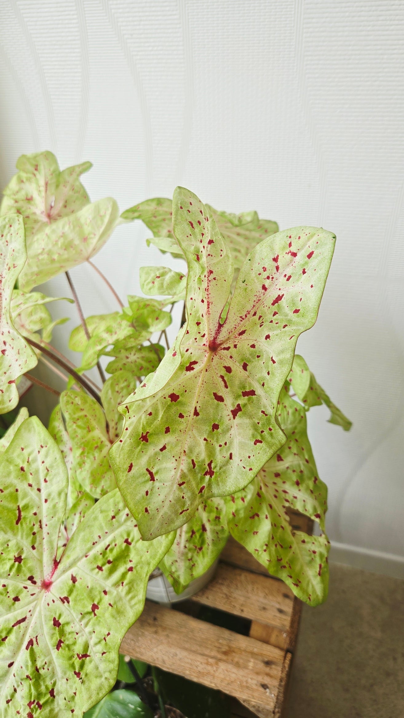 CALADIUM