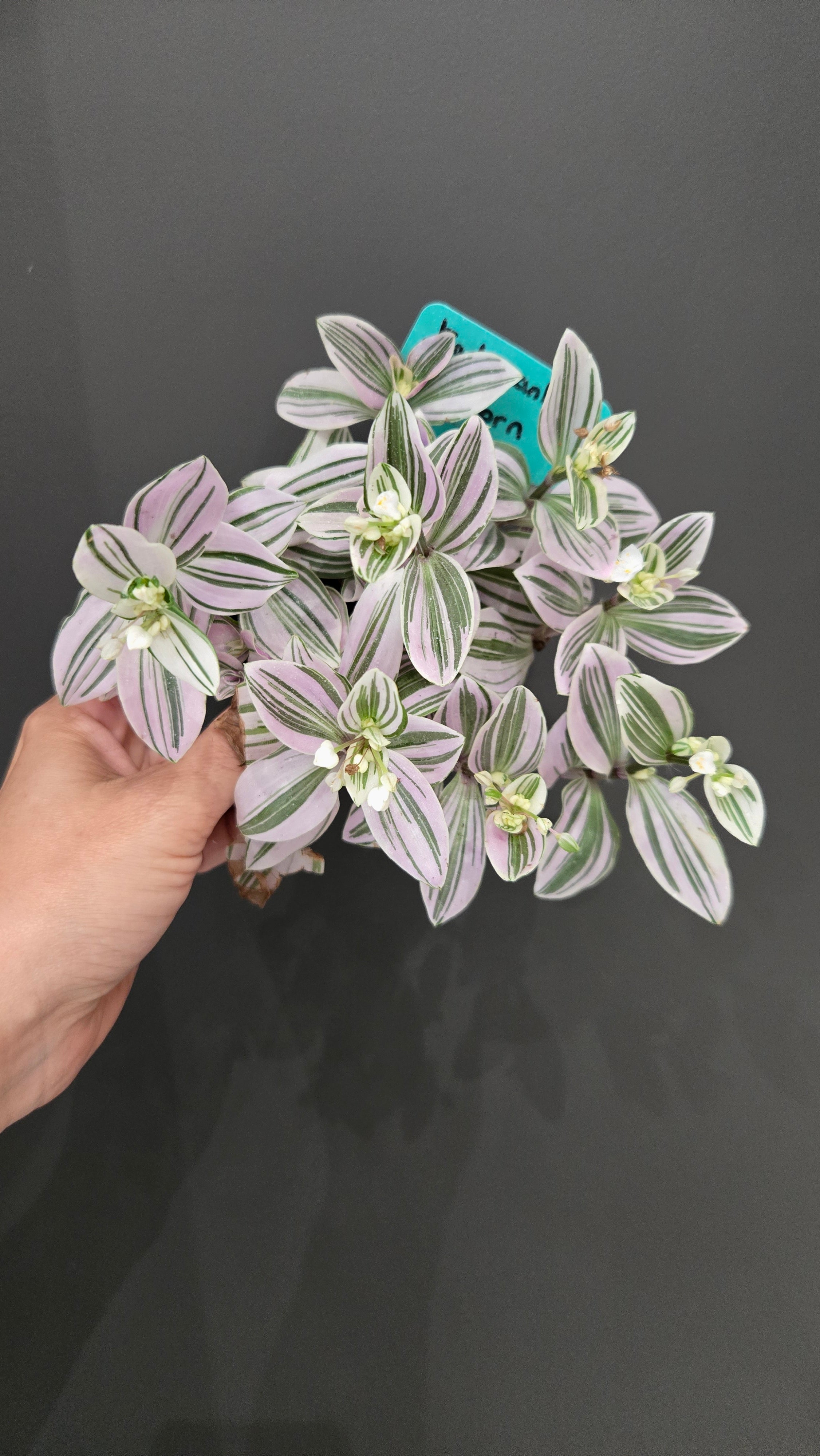 tradescantia unicorn