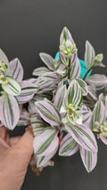 tradescantia unicorn