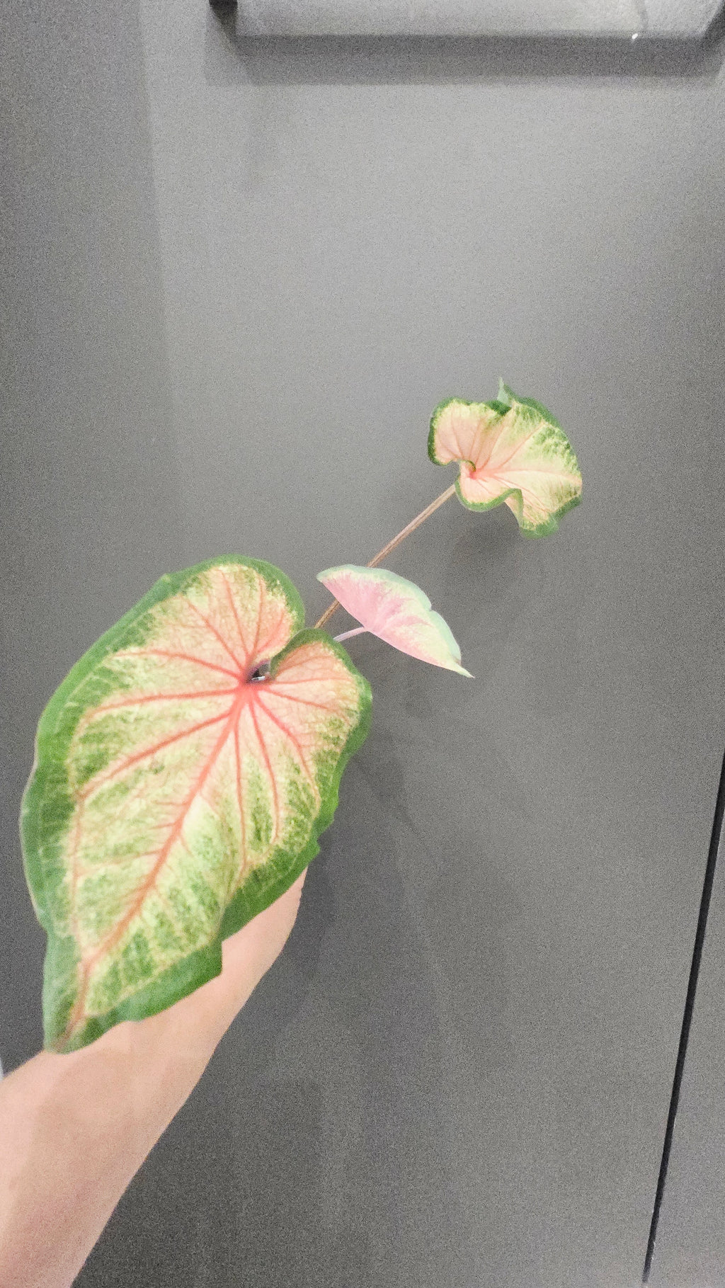 CALADIUM ROSE BUD