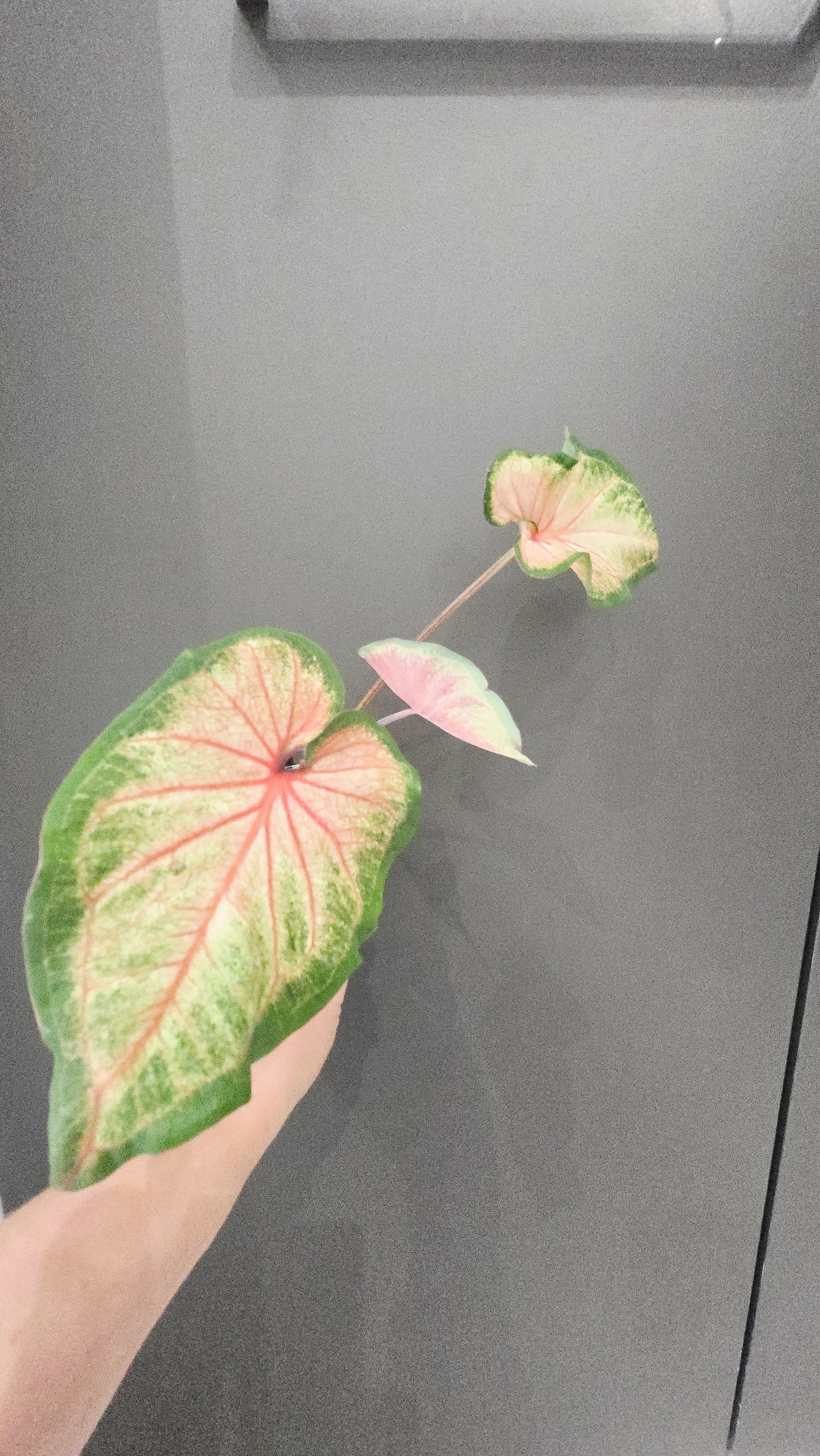 CALADIUM ROSE BUD