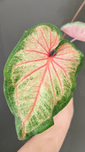 CALADIUM ROSE BUD