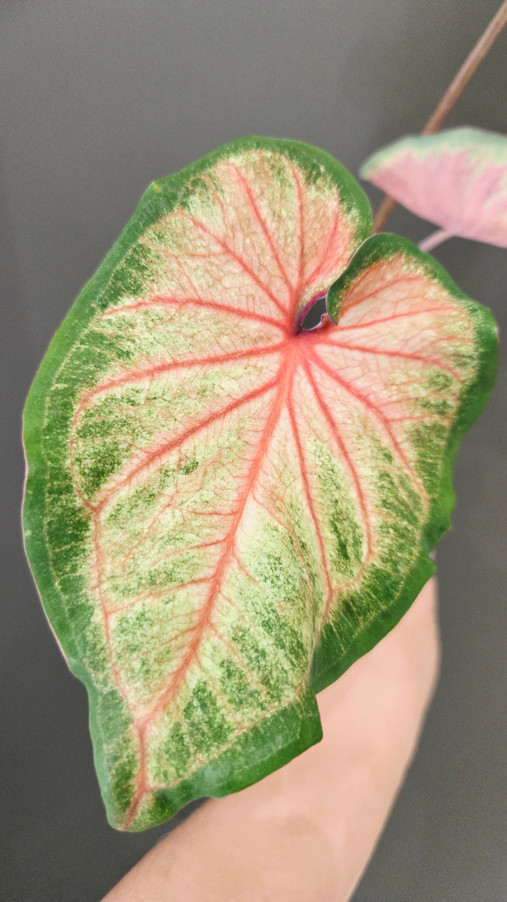 CALADIUM ROSE BUD