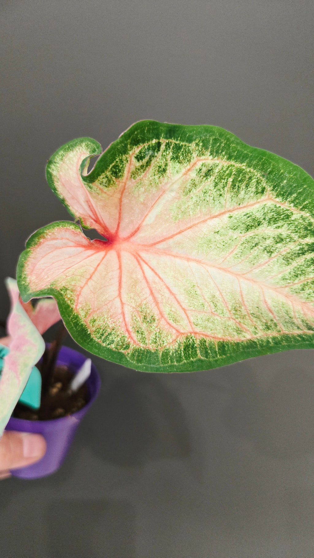 CALADIUM ROSE BUD
