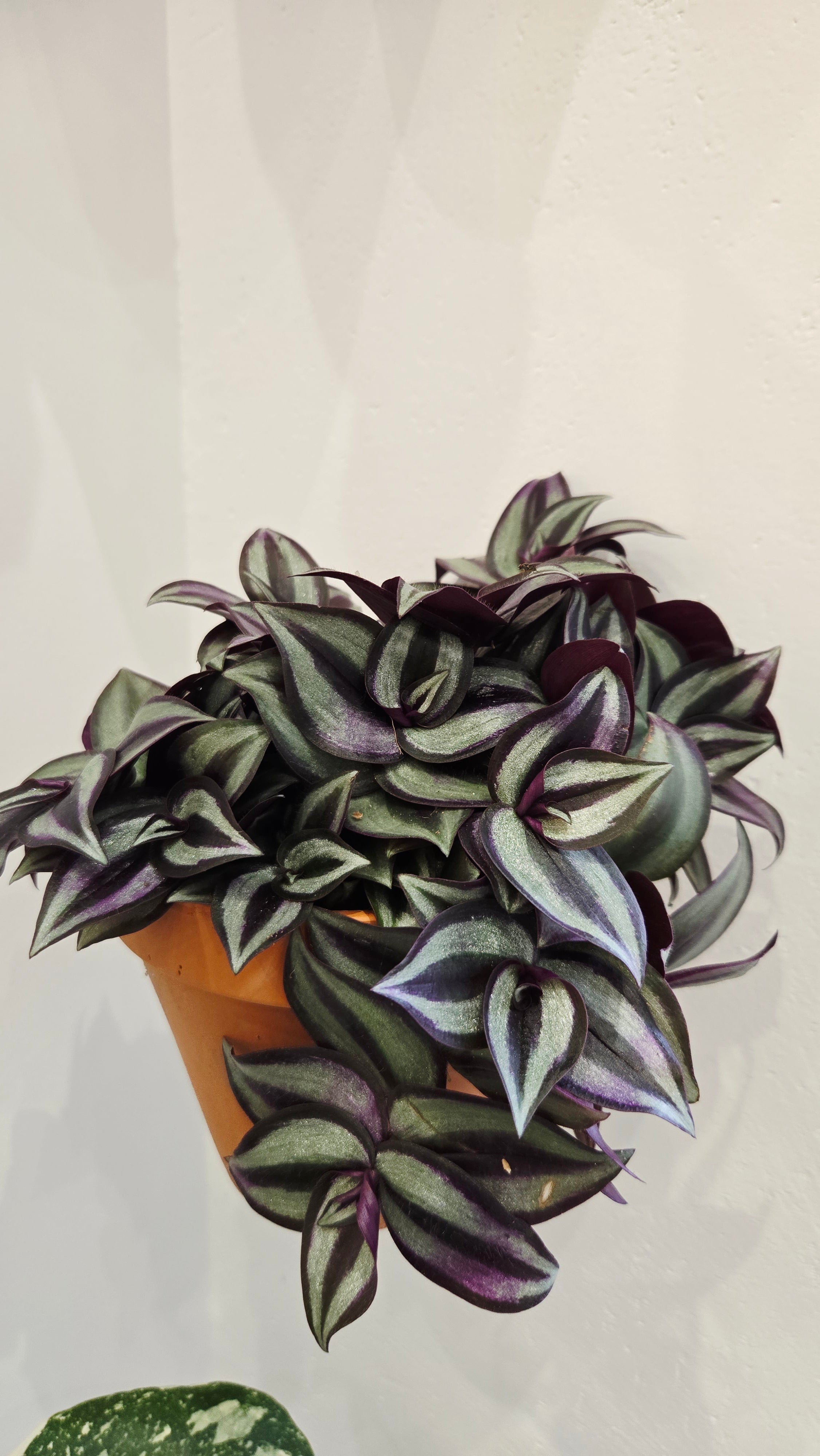 tradescantia zebrina