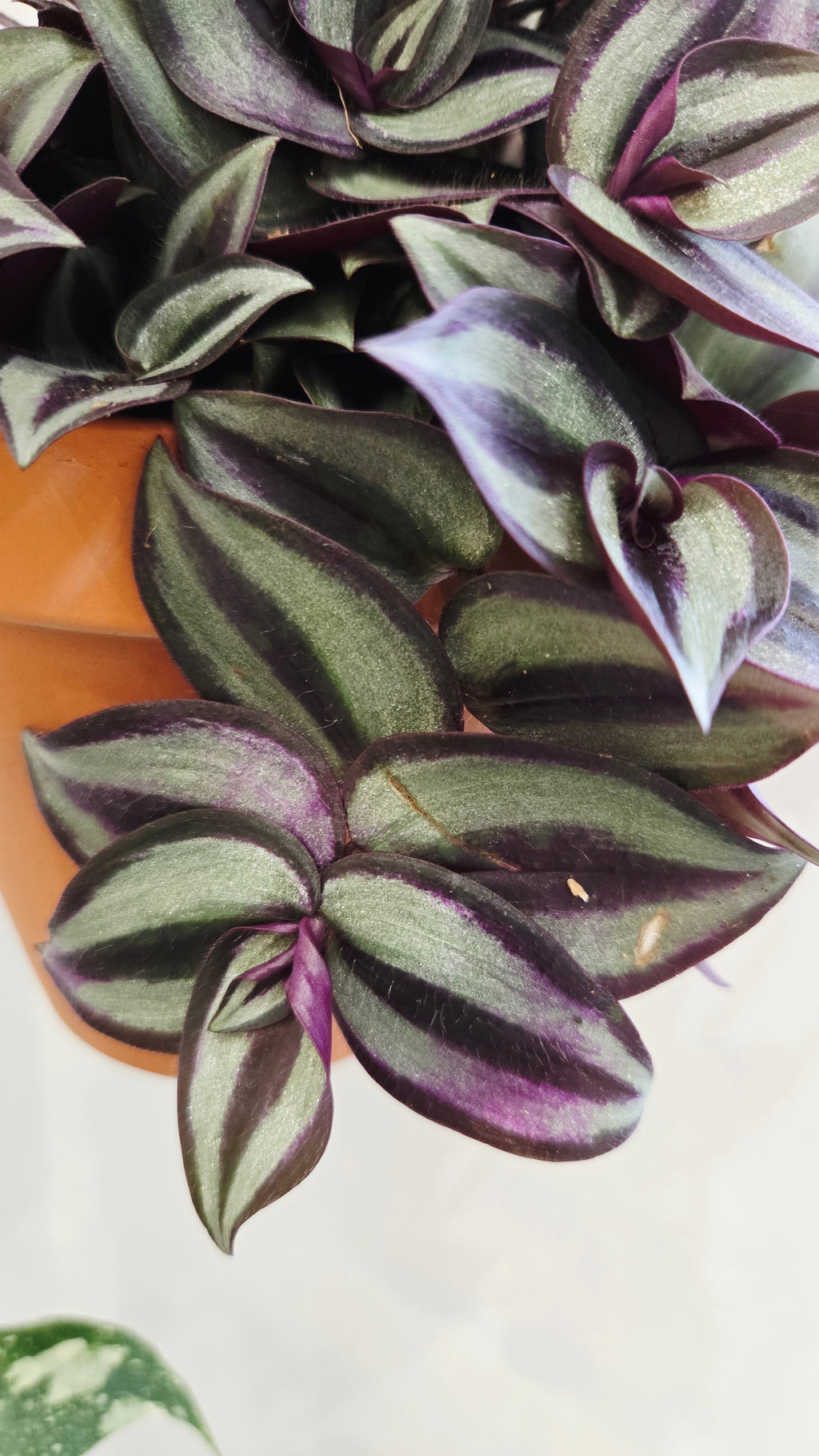tradescantia zebrina