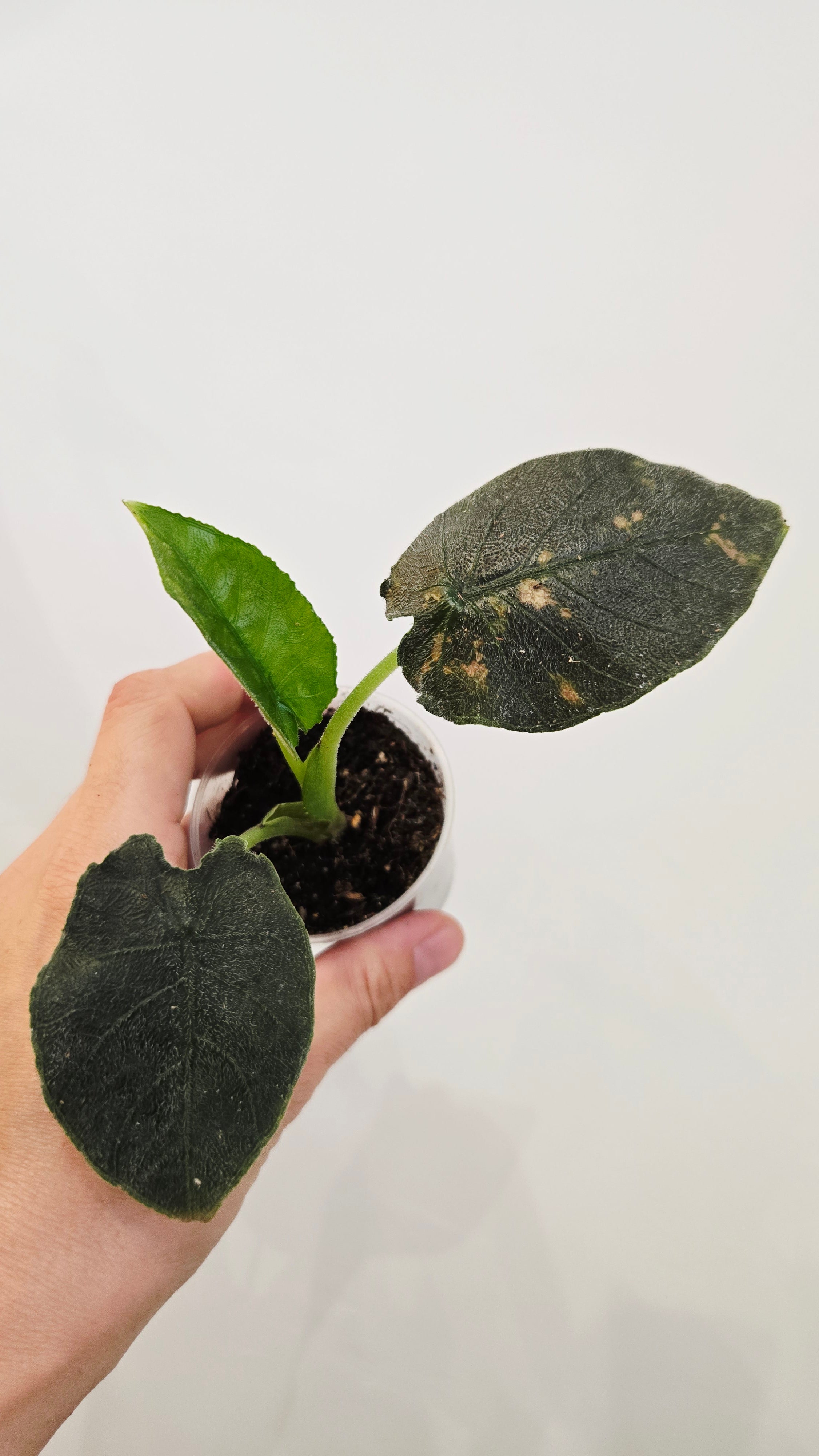 Alocasia Antoro Velvet
