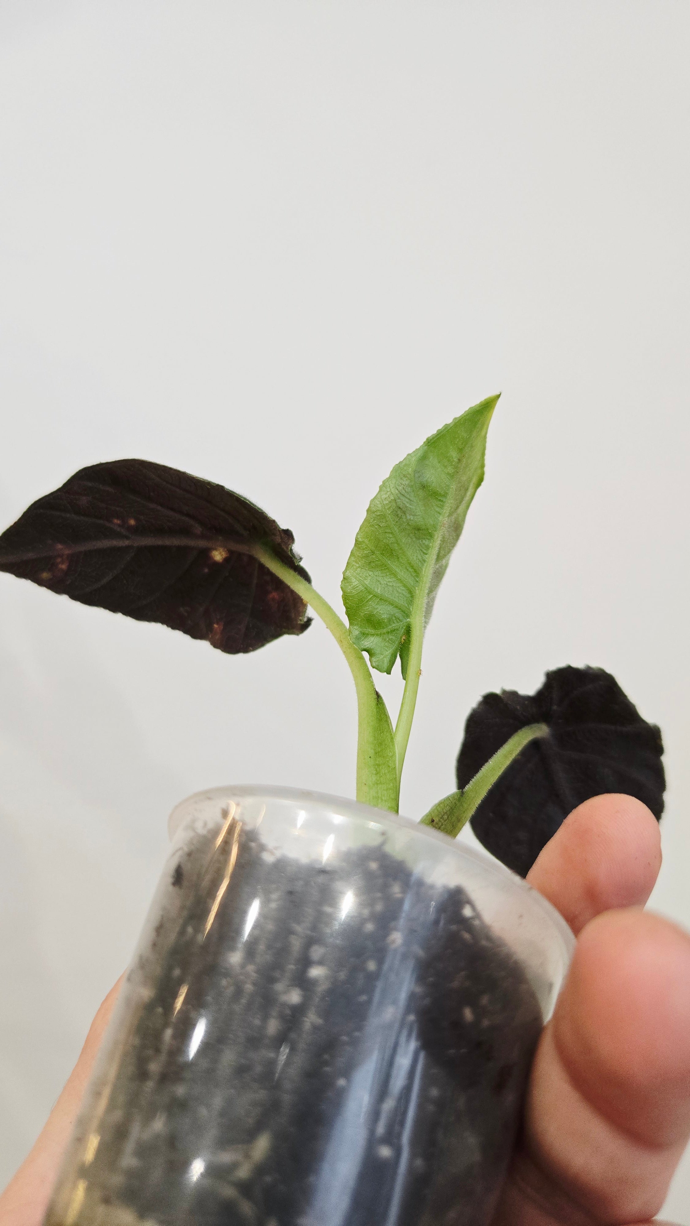 Alocasia Antoro Velvet