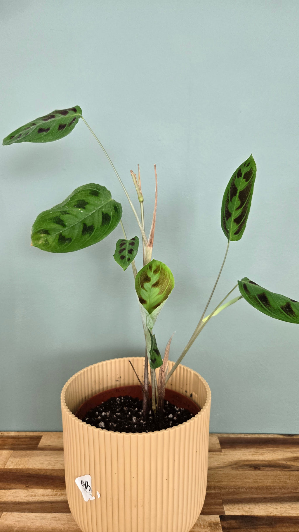 Maranta Testudinea