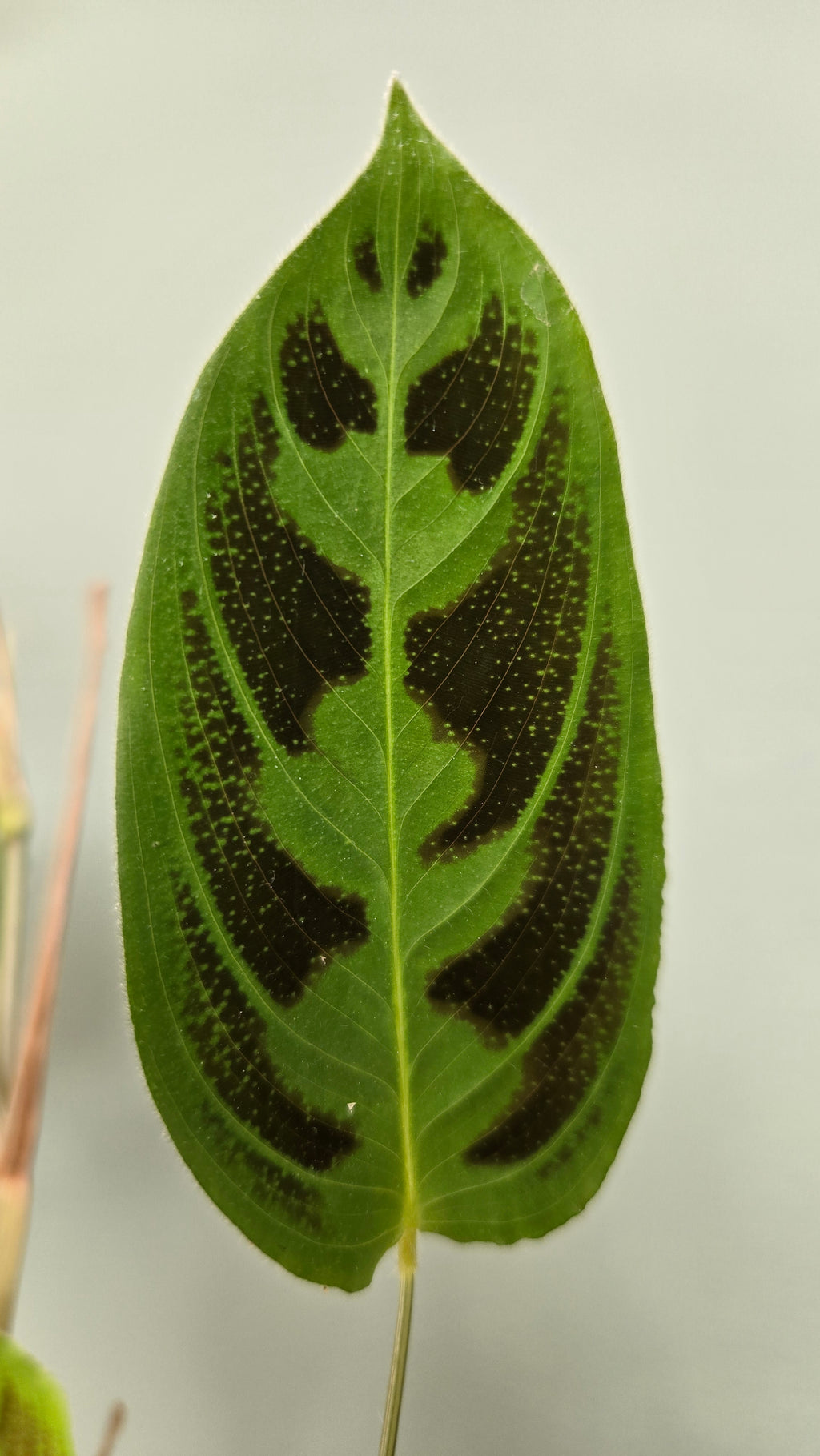 Maranta Testudinea