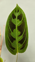 Maranta Testudinea