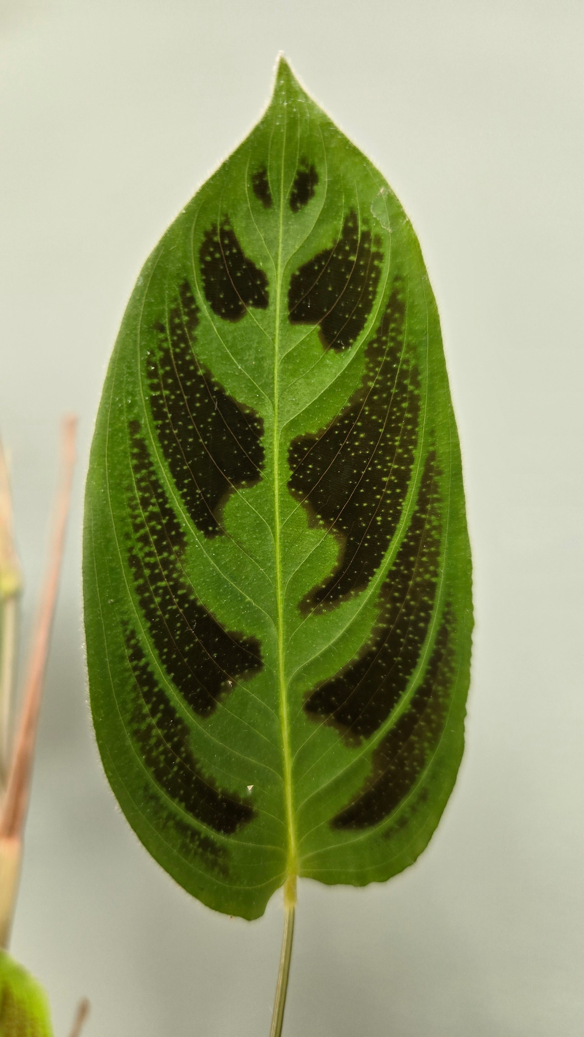 Maranta Testudinea