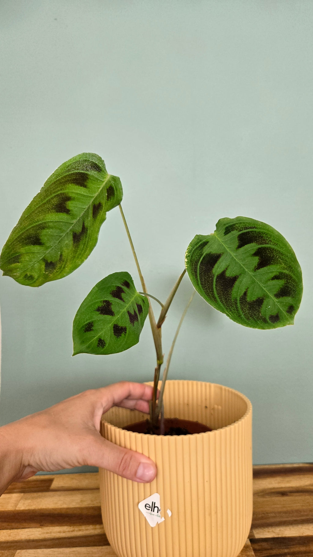 Maranta Testudinea