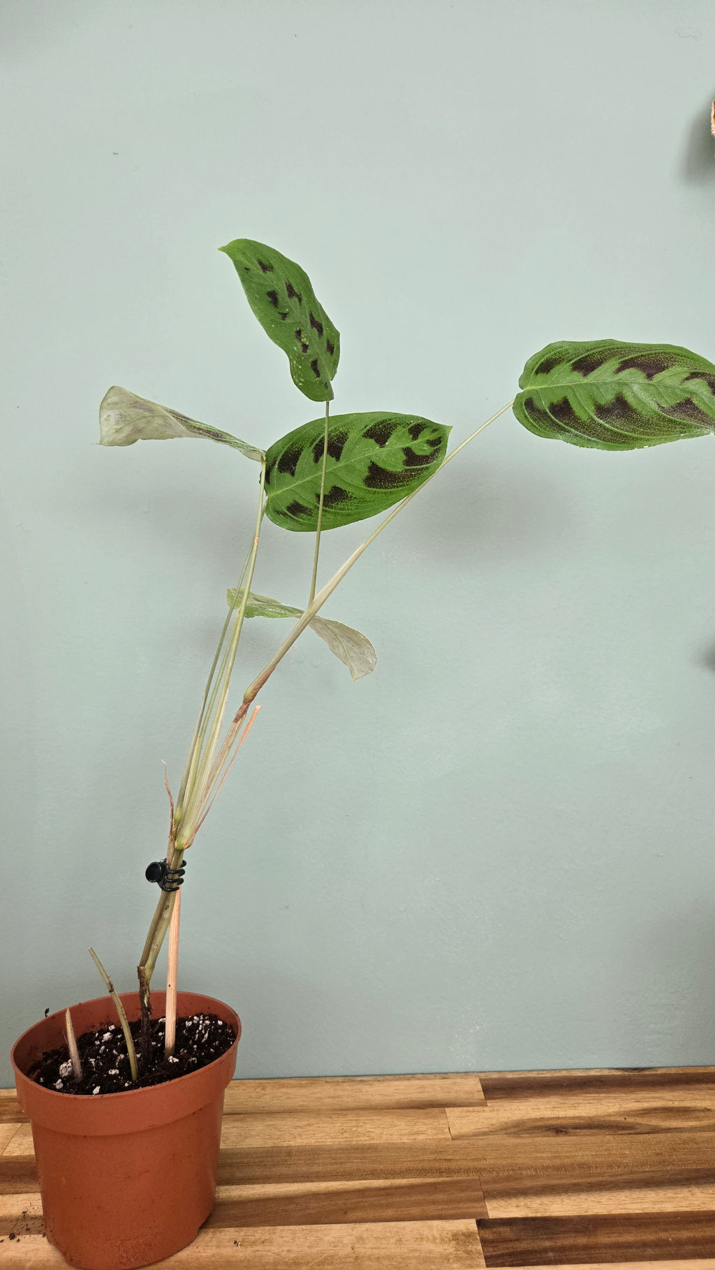 Maranta Testudinea