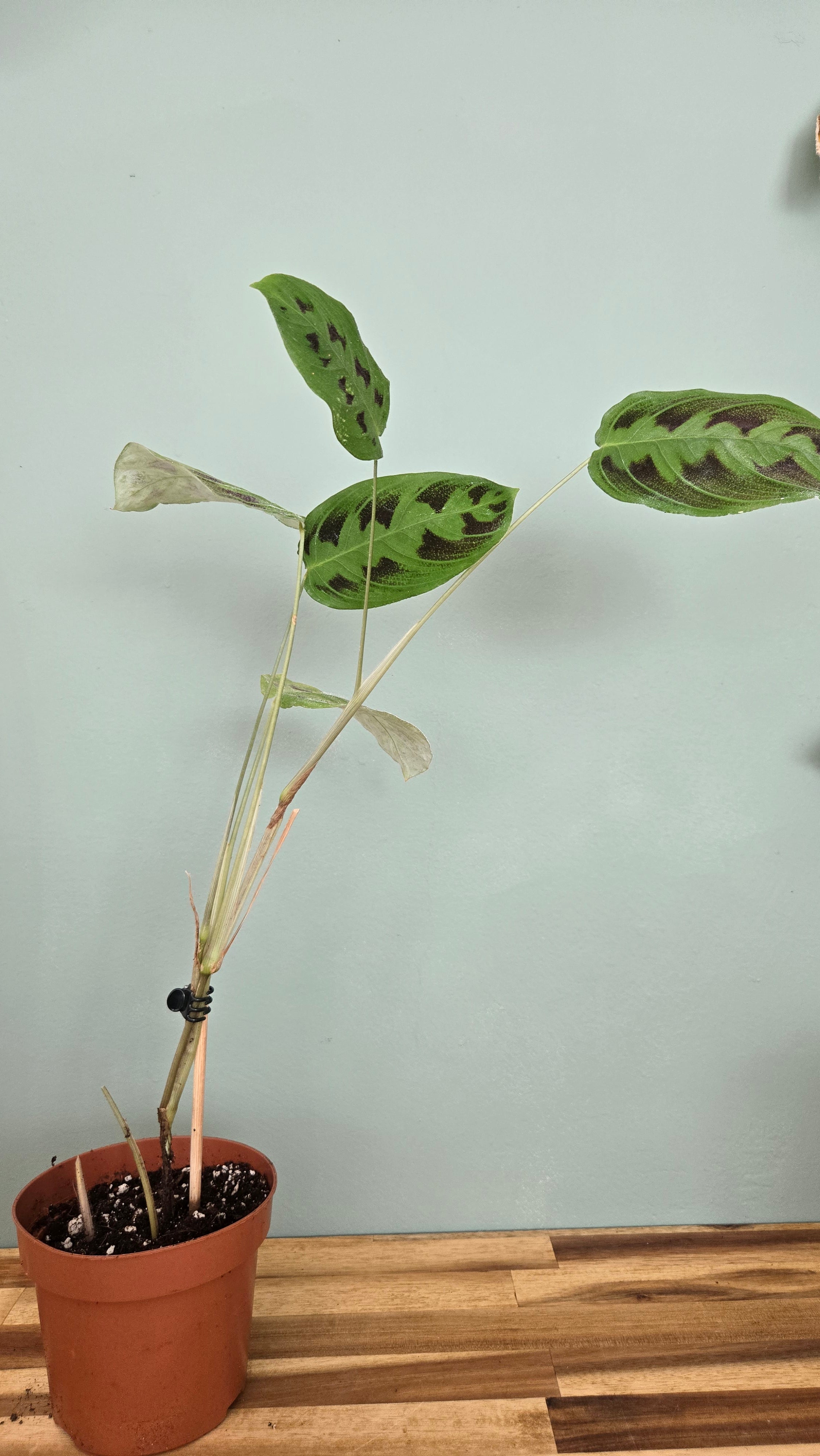 Maranta Testudinea