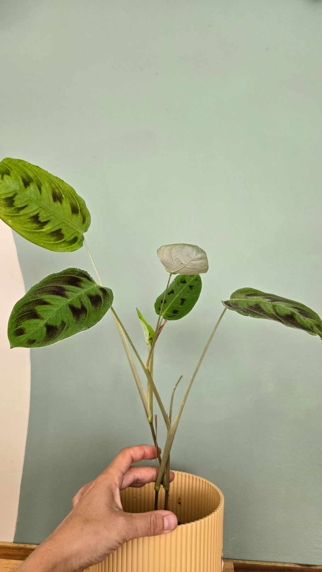 Maranta Testudinea