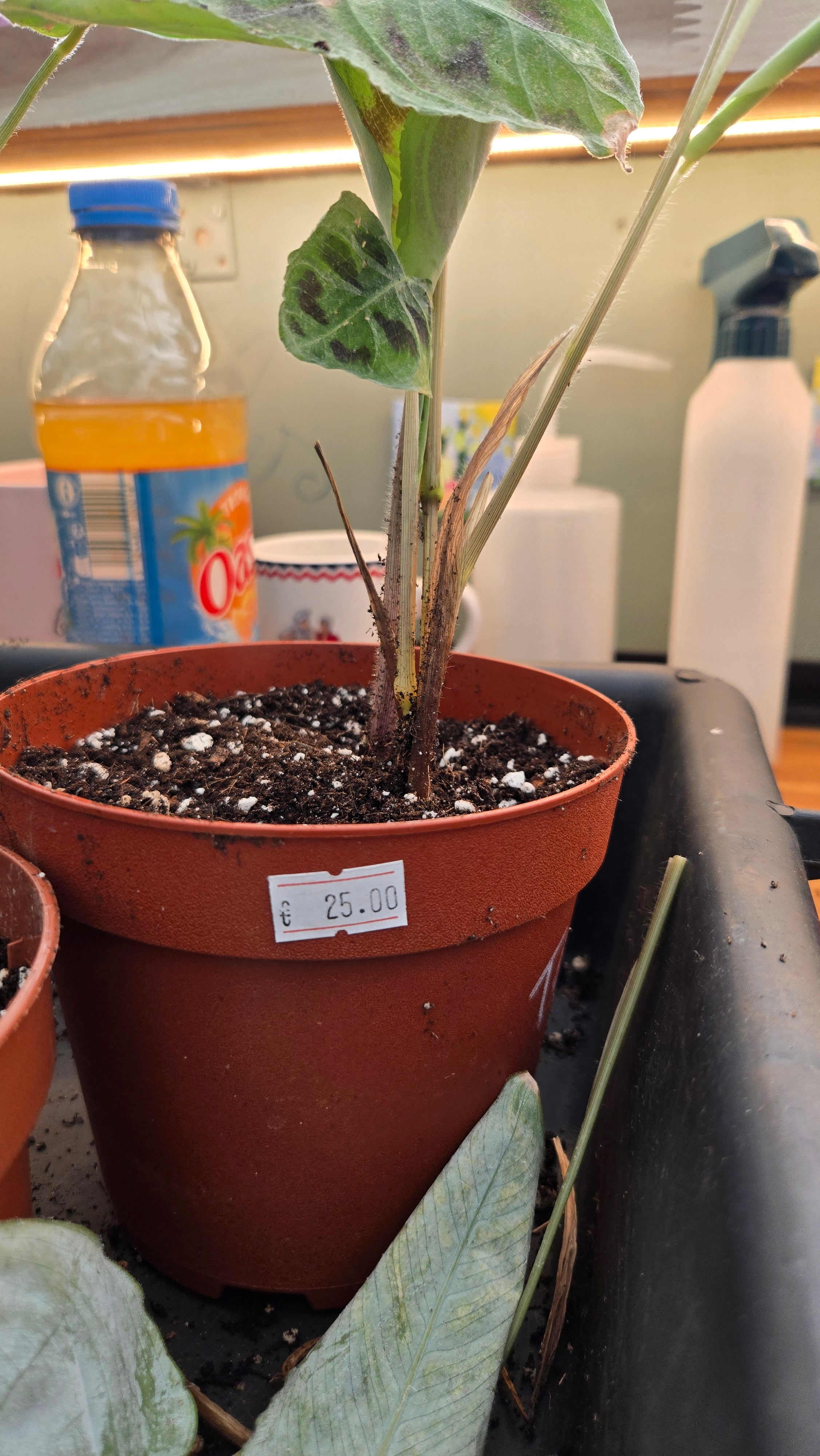 Maranta Testudinea