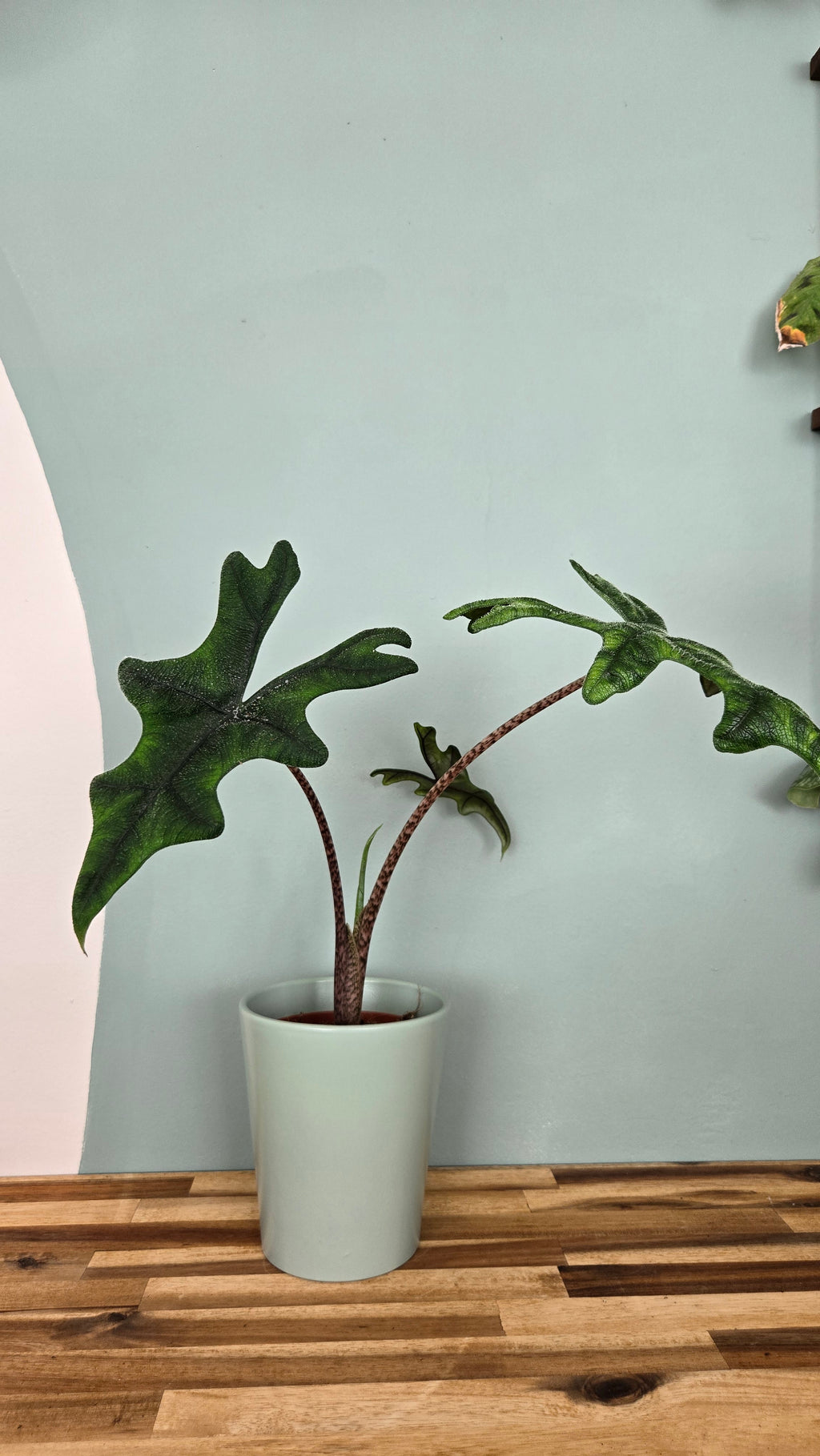 Alocasia jacklyn