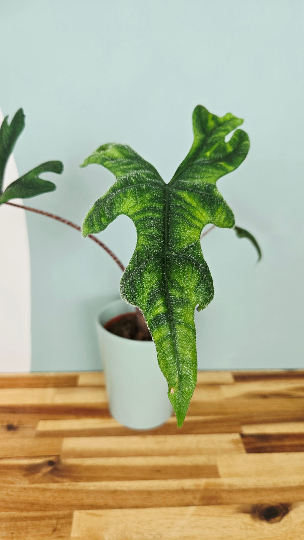 Alocasia jacklyn